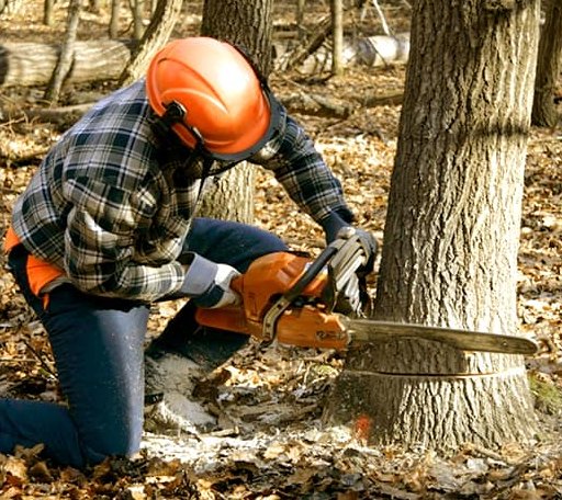 Tree Removal in Bristow, VA